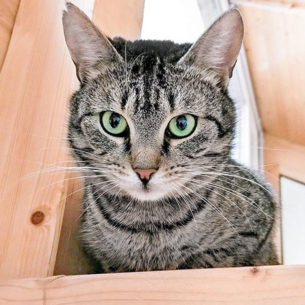 Kater Fiete  / © 2017 Arche KaNaum (OS) Kater Fiete / © 2017 Arche KaNaum (OS)
