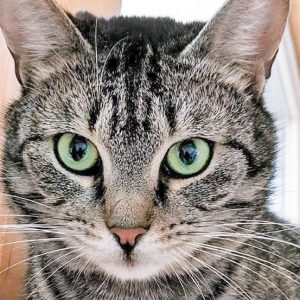 Kater Fiete / © 2017 Arche KaNaum (OS) Kater Fiete / © 2017 Arche KaNaum (OS)