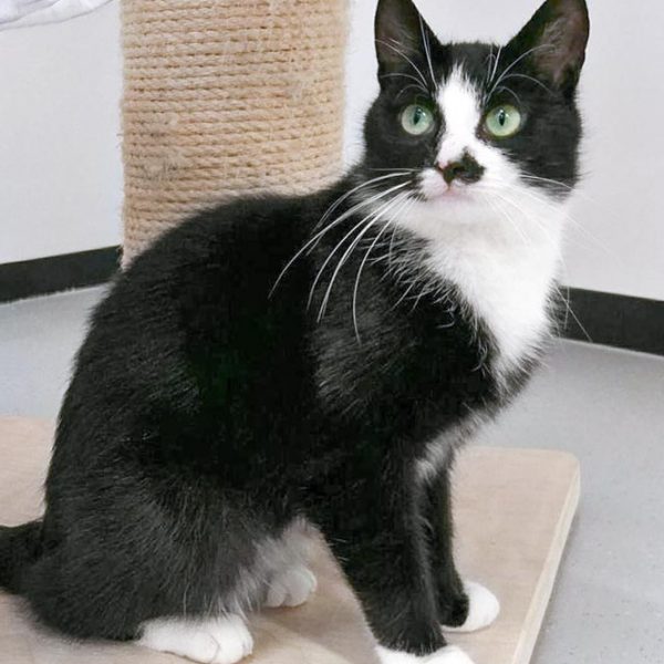 Kätzin Jada / © 2017 Arche KaNaum (OS)