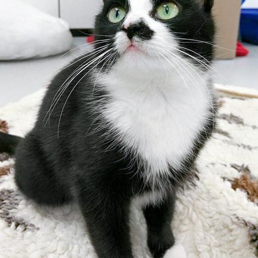 Kätzin Jada / © 2017 Arche KaNaum (OS)