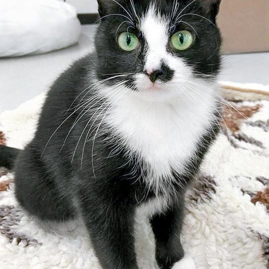 Kätzin Jada / © 2017 Arche KaNaum (OS)