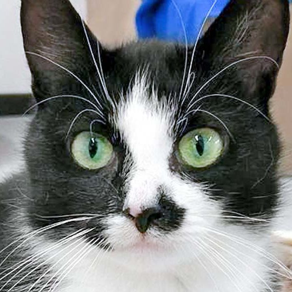 Kätzin Jada / © 2017 Arche KaNaum (OS) Kätzin Jada / © 2017 Arche KaNaum (OS)