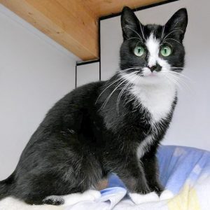 Kätzin Jada / © 2017 Arche KaNaum (OS) Kätzin Jada / © 2017 Arche KaNaum (OS)