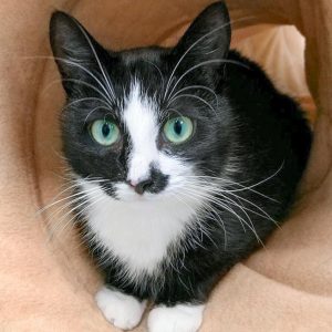 Kätzin Jada / © 2017 Arche KaNaum (OS) Kätzin Jada / © 2017 Arche KaNaum (OS)