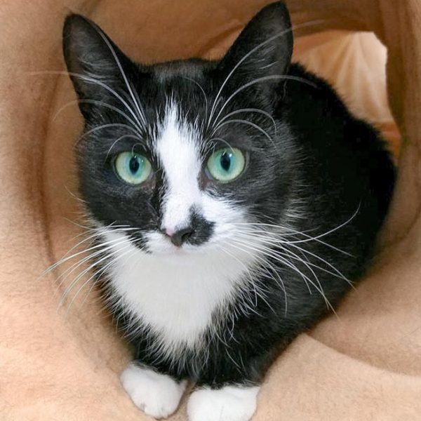 Kätzin Jada / © 2017 Arche KaNaum (OS)