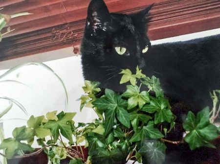 Vermisst: Kater Cisco / © 2017 Privat