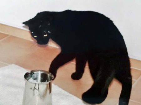 Vermisst: Kater Cisco / © 2017 Privat