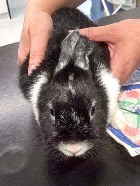 Kaninchenhäsin Lotta / © 2017 Arche KaNaum (AE)