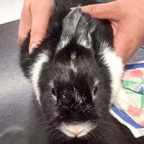 Kaninchenhäsin Lotta / © 2017 Arche KaNaum (AE) Kaninchenhäsin Lotta / © 2017 Arche KaNaum (AE)