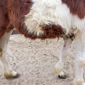 Stute Juno bei ihrer Ankunft auf unserem Gnadenhof / © 2017 Arche KaNaum (DN) Stute Juno bei ihrer Ankunft auf unserem Gnadenhof / © 2017 Arche KaNaum (DN)