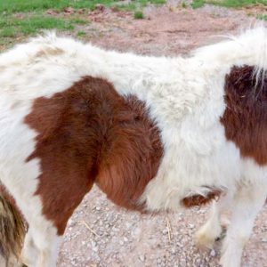 Stute Juno bei ihrer Ankunft auf unserem Gnadenhof / © 2017 Arche KaNaum (DN) Stute Juno bei ihrer Ankunft auf unserem Gnadenhof / © 2017 Arche KaNaum (DN)