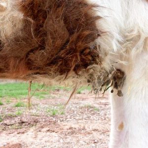 Stute Juno bei ihrer Ankunft auf unserem Gnadenhof / © 2017 Arche KaNaum (DN) Stute Juno bei ihrer Ankunft auf unserem Gnadenhof / © 2017 Arche KaNaum (DN)