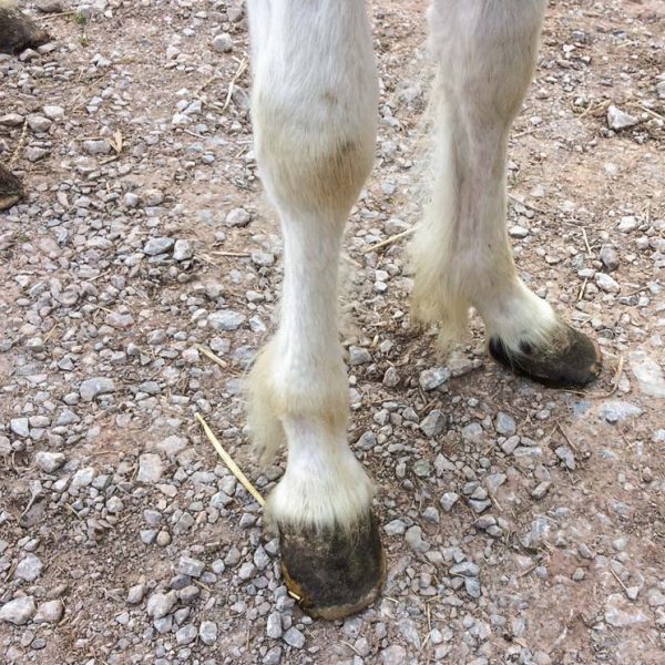 Stute Juno bei ihrer Ankunft auf unserem Gnadenhof / © 2017 Arche KaNaum (DN) Stute Juno bei ihrer Ankunft auf unserem Gnadenhof / © 2017 Arche KaNaum (DN)
