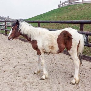 Stute Juno bei ihrer Ankunft auf unserem Gnadenhof / © 2017 Arche KaNaum (DN) Stute Juno bei ihrer Ankunft auf unserem Gnadenhof / © 2017 Arche KaNaum (DN)