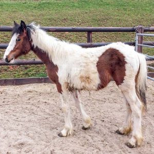 Stute Juno bei ihrer Ankunft auf unserem Gnadenhof / © 2017 Arche KaNaum (DN) Stute Juno bei ihrer Ankunft auf unserem Gnadenhof / © 2017 Arche KaNaum (DN)