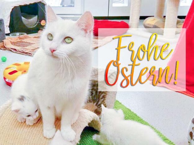 Kätzin Jody und ihre Babys wünschen frohe Ostern / © 2017 Arche KaNaum (OS)