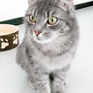 Kätzin Smokey / © 2017 Arche KaNaum (OS)