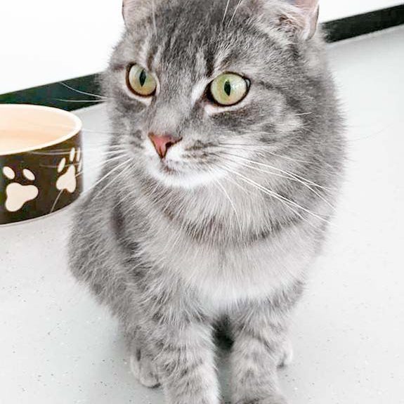 Kätzin Smokey / © 2017 Arche KaNaum (OS) Kätzin Smokey / © 2017 Arche KaNaum (OS)