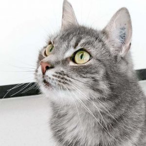 Kätzin Smokey / © 2017 Arche KaNaum (OS)