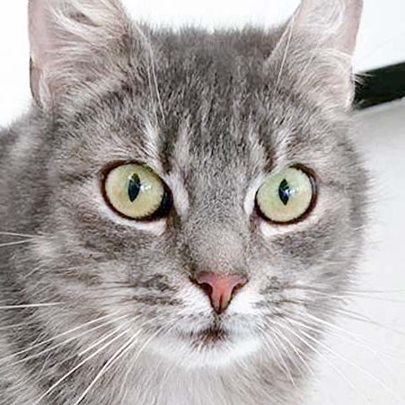 Kätzin Smokey / © 2017 Arche KaNaum (OS) Kätzin Smokey / © 2017 Arche KaNaum (OS)