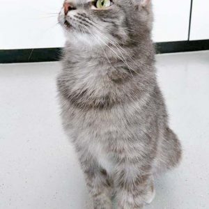 Kätzin Smokey / © 2017 Arche KaNaum (OS)