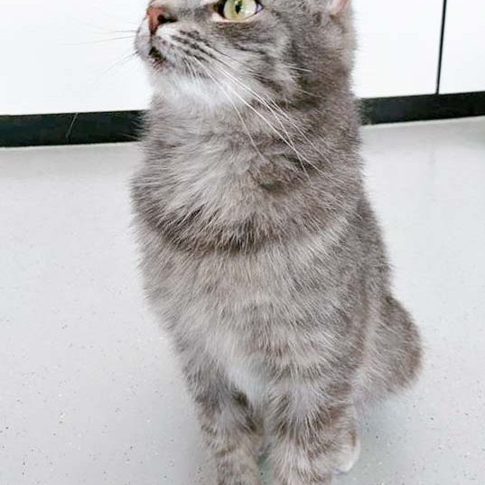 Kätzin Smokey / © 2017 Arche KaNaum (OS) Kätzin Smokey / © 2017 Arche KaNaum (OS)