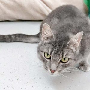 Kätzin Smokey / © 2017 Arche KaNaum (OS)