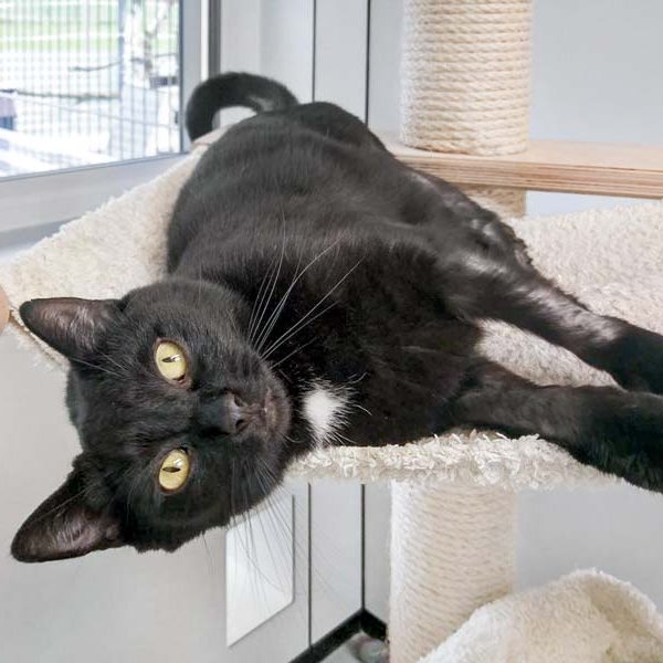 Kätzin Flocke / © 2017 Arche KaNaum (OS)