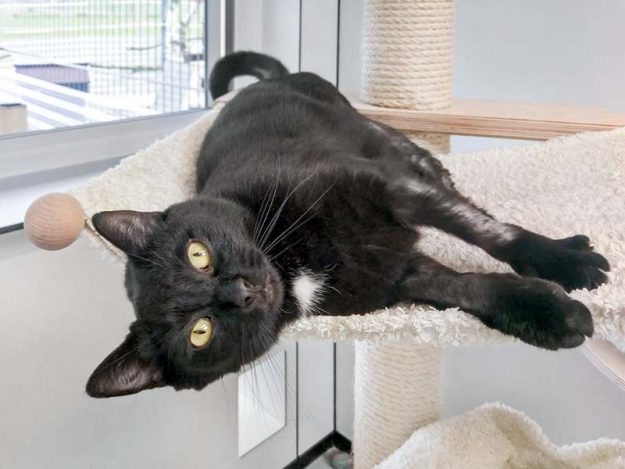 Kätzin Flocke / © 2017 Arche KaNaum (OS)