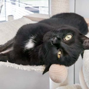 Kätzin Flocke / © 2017 Arche KaNaum (OS)