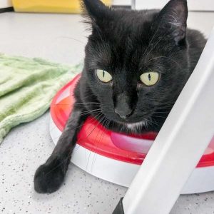 Kätzin Flocke / © 2017 Arche KaNaum (OS)