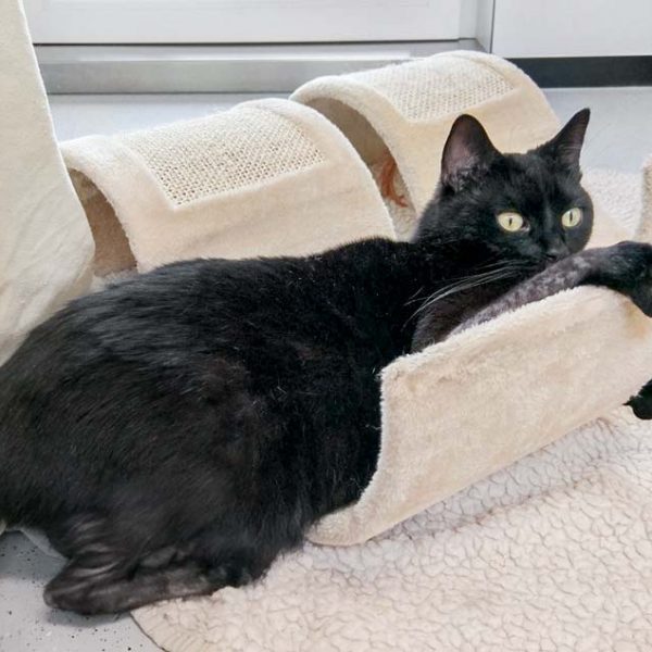 Kätzin Flocke / © 2017 Arche KaNaum (OS)