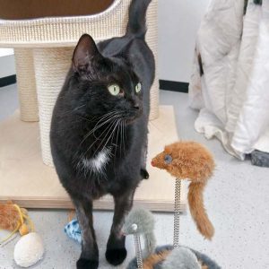 Kätzin Flocke / © 2017 Arche KaNaum (OS)