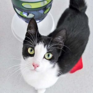 Kater Felix / © 2017 Arche KaNaum (OS) Kater Felix / © 2017 Arche KaNaum (OS)