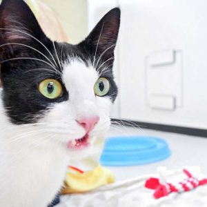 170419_felix_004_v1kkt Kater Felix / © 2017 Arche KaNaum (OS)