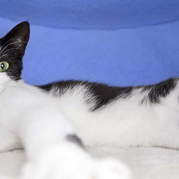 Kater Felix / © 2017 Arche KaNaum (OS) Kater Felix / © 2017 Arche KaNaum (OS)