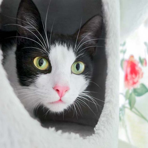 Kater Felix / © 2017 Arche KaNaum (OS) Kater Felix / © 2017 Arche KaNaum (OS)