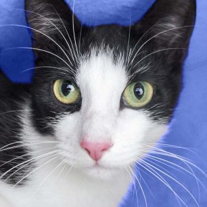 Kater Felix / © 2017 Arche KaNaum (OS) Kater Felix / © 2017 Arche KaNaum (OS)