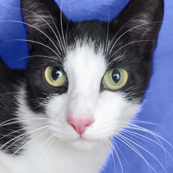 Kater Felix / © 2017 Arche KaNaum (OS) Kater Felix / © 2017 Arche KaNaum (OS)