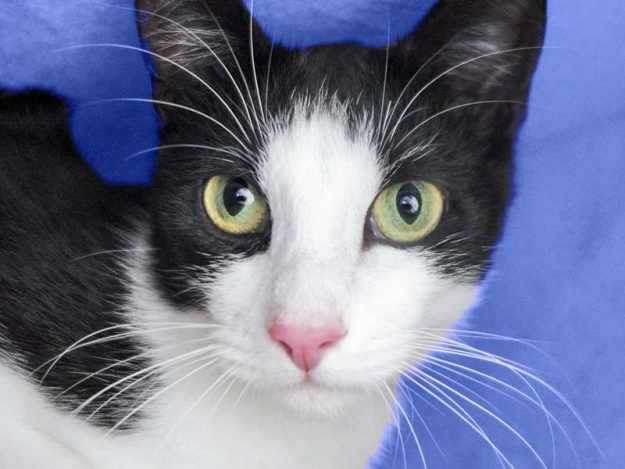 Kater Felix / © 2017 Arche KaNaum (OS)