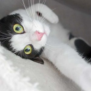 Kater Felix / © 2017 Arche KaNaum (OS) Kater Felix / © 2017 Arche KaNaum (OS)