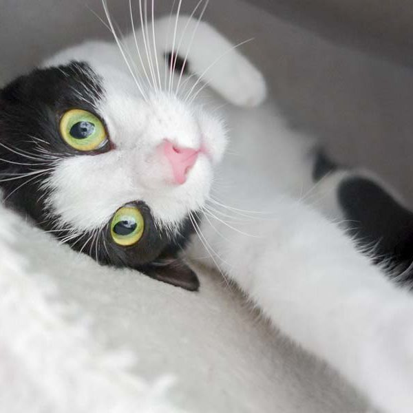 Kater Felix / © 2017 Arche KaNaum (OS) Kater Felix / © 2017 Arche KaNaum (OS)