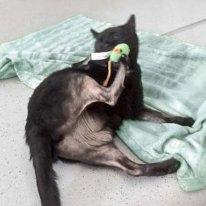 Kätzin Flocke / © 2017 Arche KaNaum (OS)