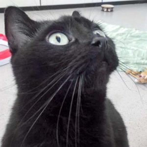 Kätzin Flocke / © 2017 Arche KaNaum (OS)