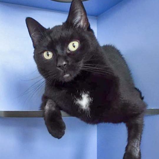 Kätzin Flocke / © 2017 Arche KaNaum (OS)