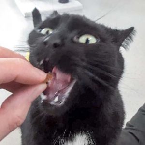 Kätzin Flocke / © 2017 Arche KaNaum (OS)