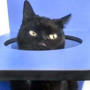 Kätzin Flocke / © 2017 Arche KaNaum (OS)