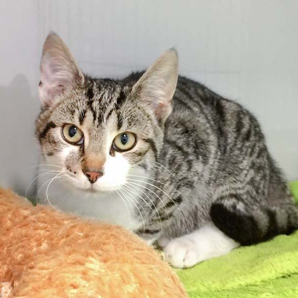 Kater Jimmy / © 2017 Arche KaNaum (DN)