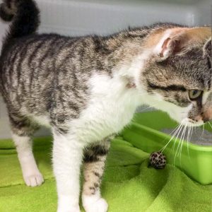 Kater Jimmy / © 2017 Arche KaNaum (DN)