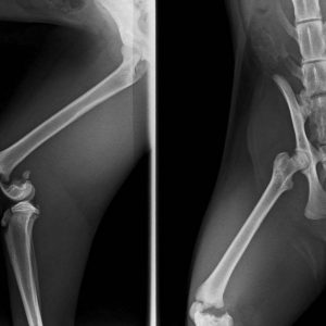 Die Röntgenbilder von Kater Jimmy / © 2017 Arche KaNaum (DN)